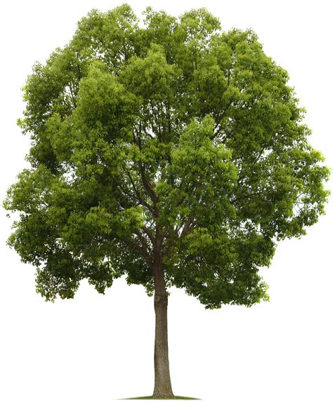 Tree Png Images .